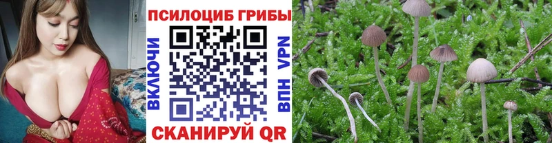Псилоцибиновые грибы Psilocybe мега ссылки Харовск